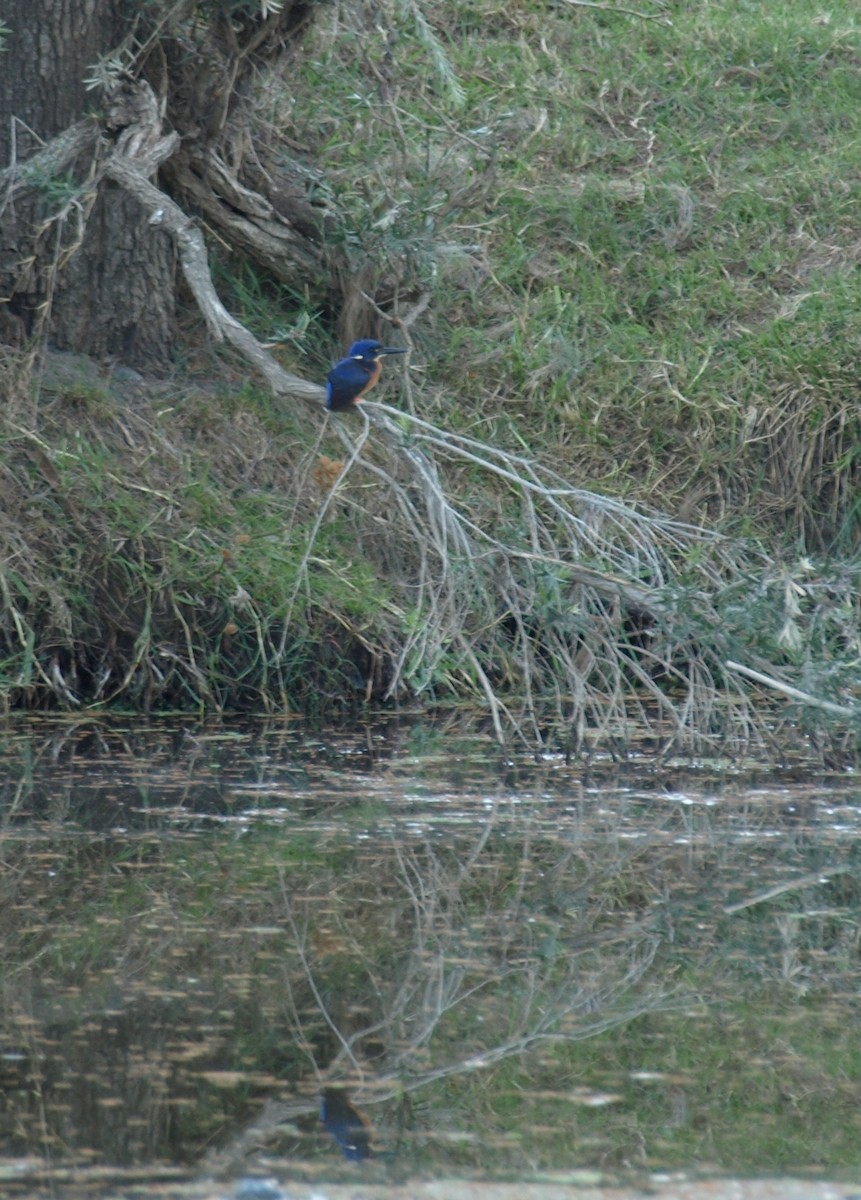 Azure Kingfisher - ML613973881