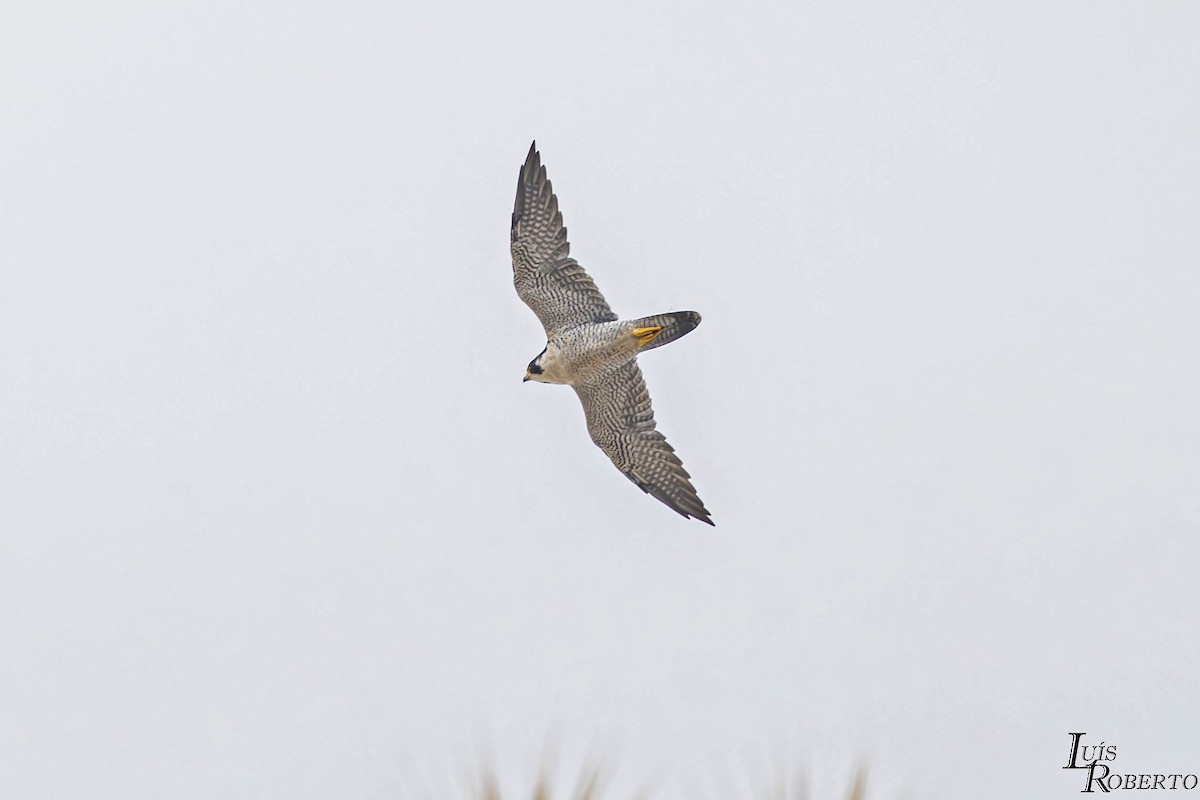 Peregrine Falcon - ML613973893