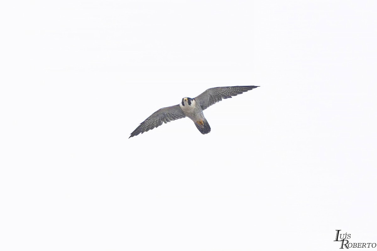 Peregrine Falcon - ML613973906