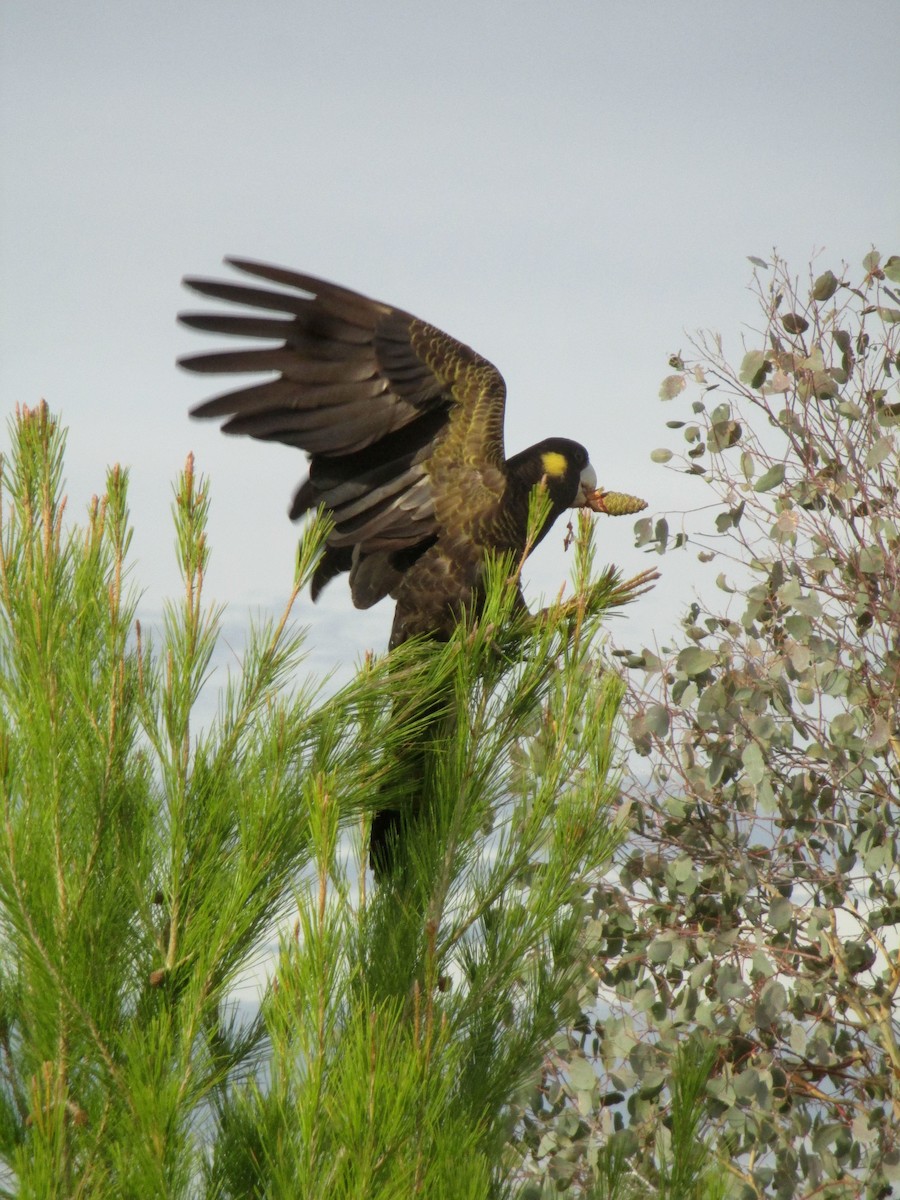 Yellow-tailed Black-Cockatoo - ML613973929