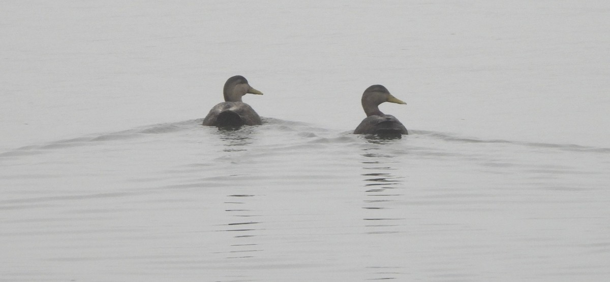 American Black Duck - ML613973933