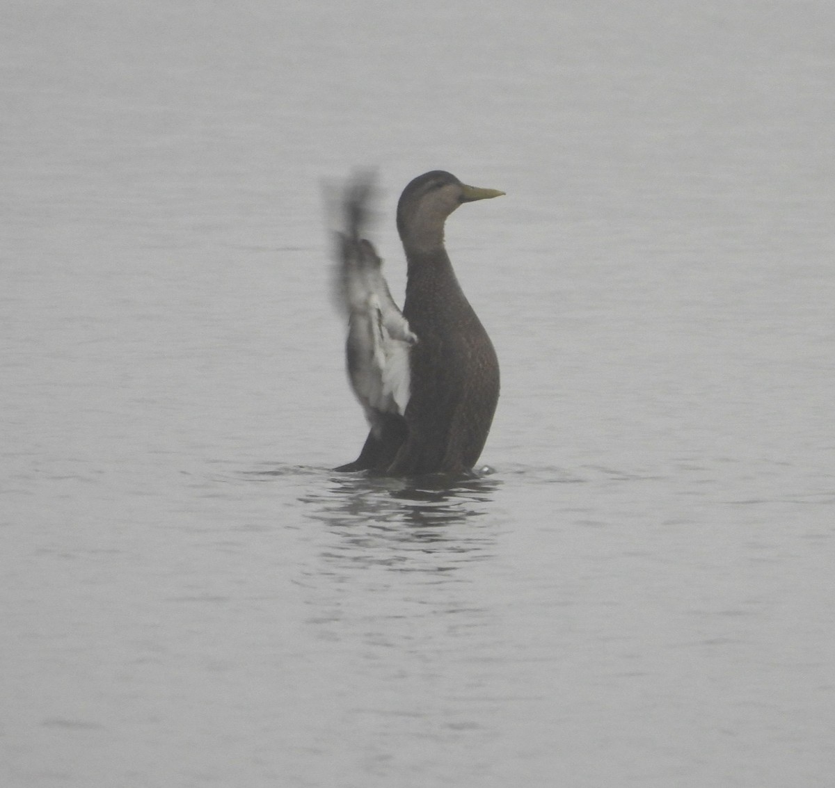 American Black Duck - ML613973934