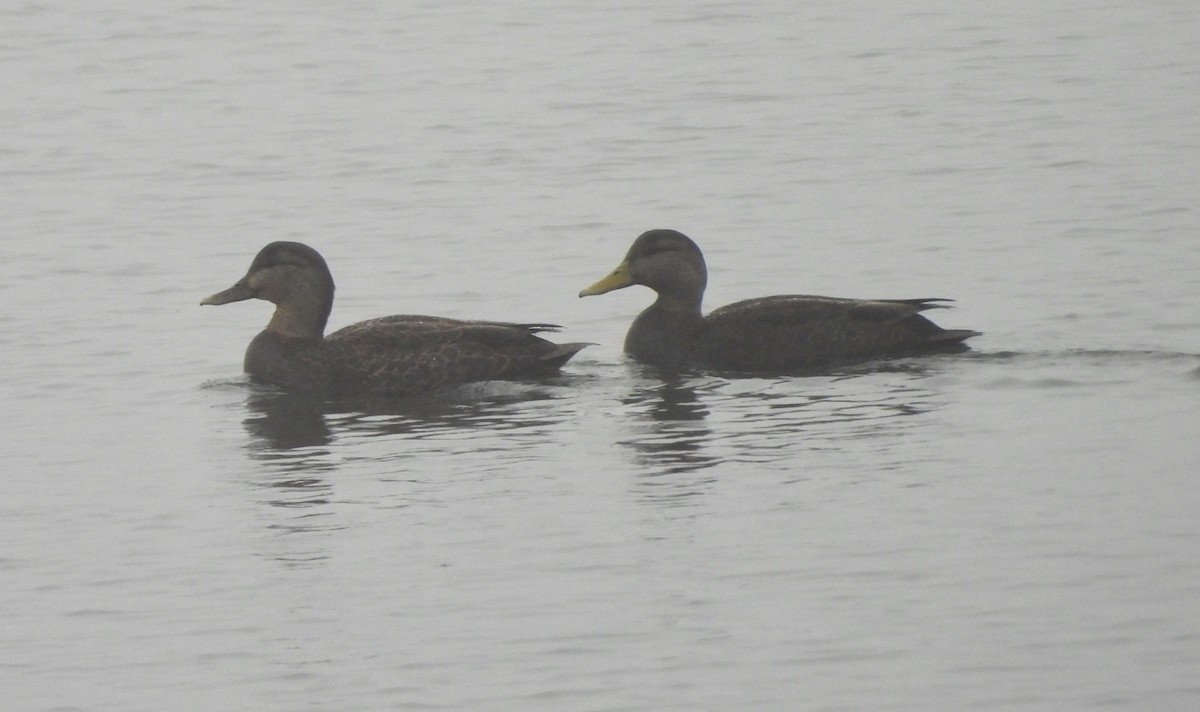 American Black Duck - ML613973935