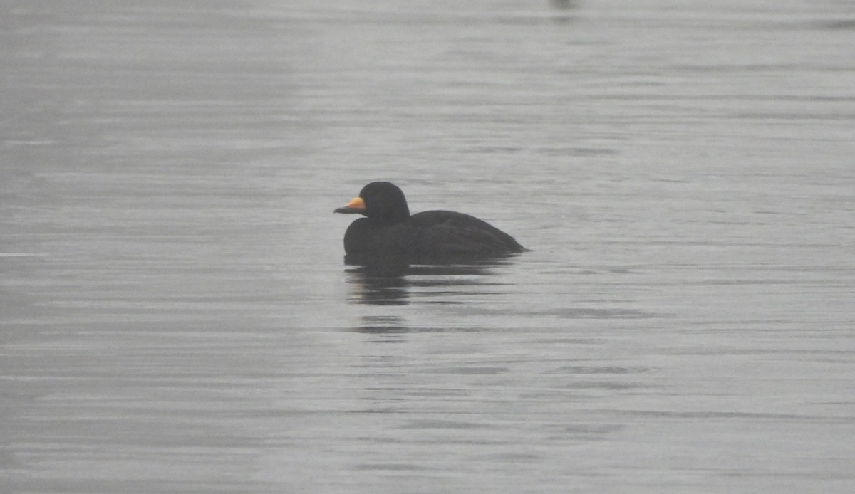 Black Scoter - ML613973944