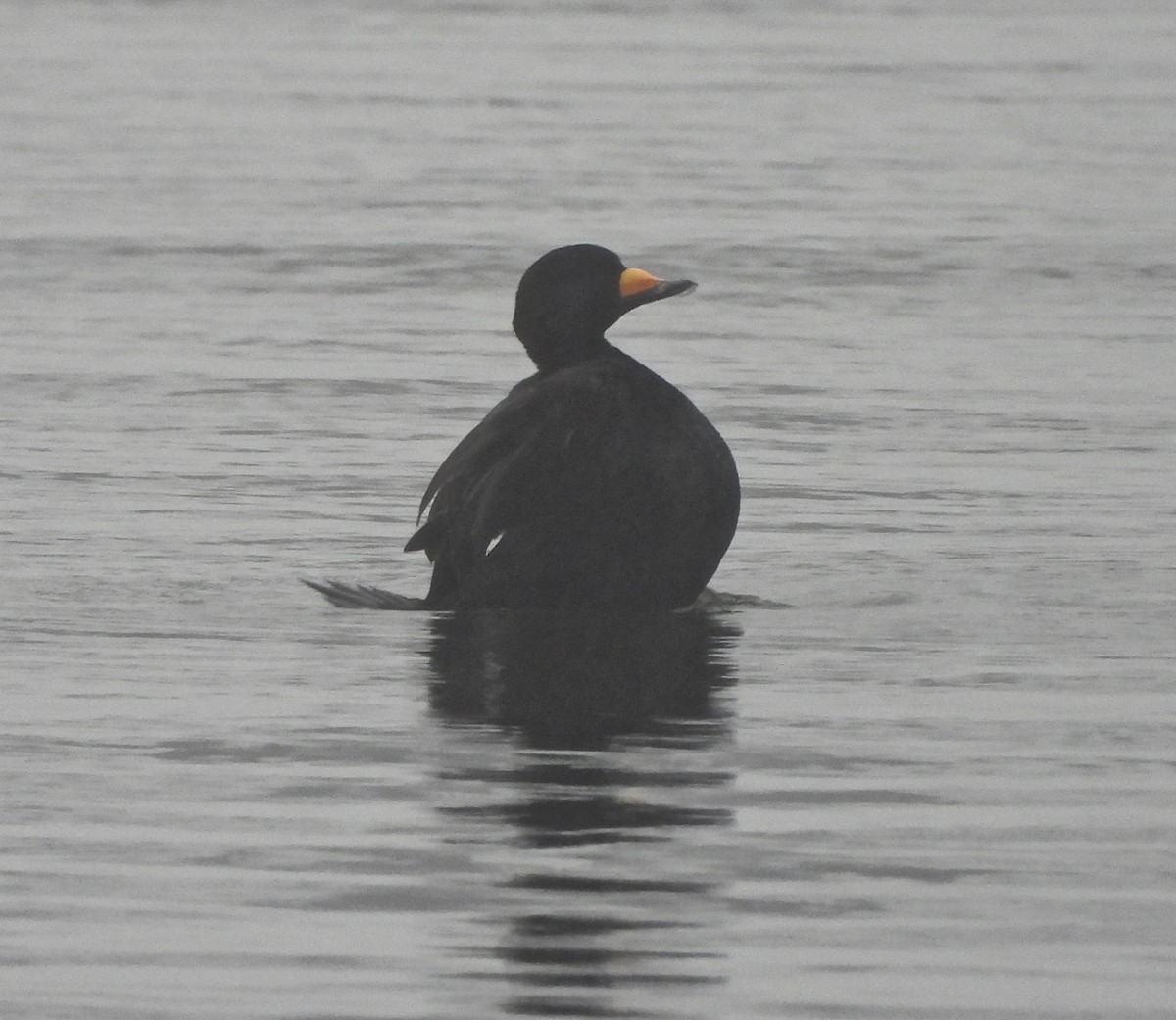 Black Scoter - ML613973945