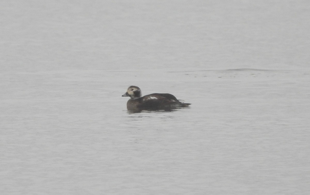 Long-tailed Duck - Cassie Luke