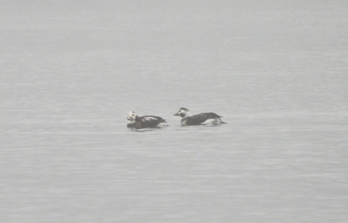 Long-tailed Duck - ML613973951