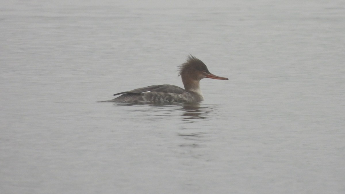 Red-breasted Merganser - ML613973962