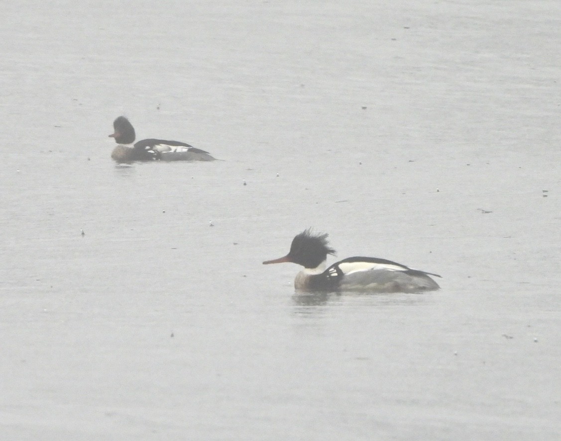 Red-breasted Merganser - ML613973972