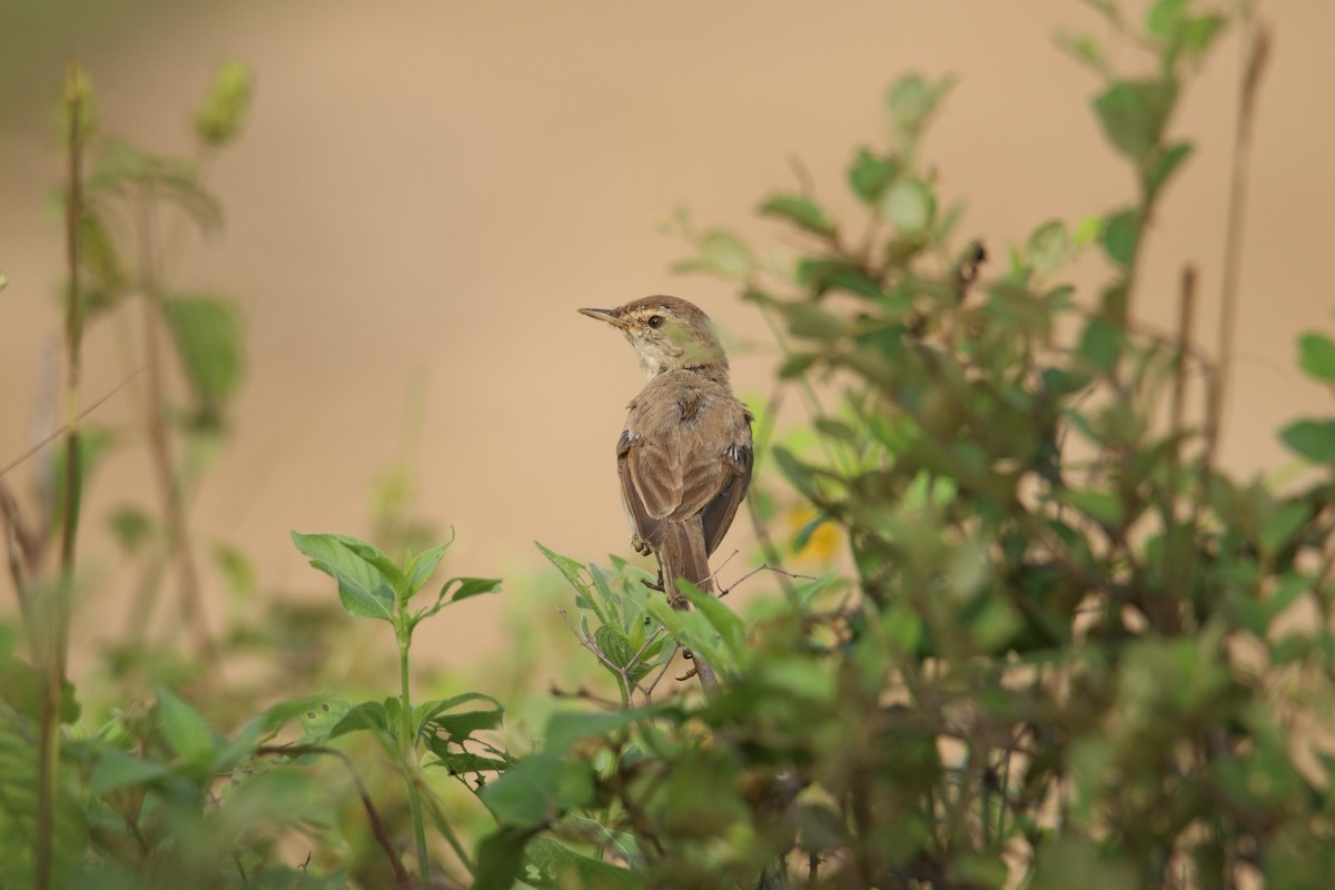 Sykes's Warbler - ML613973973