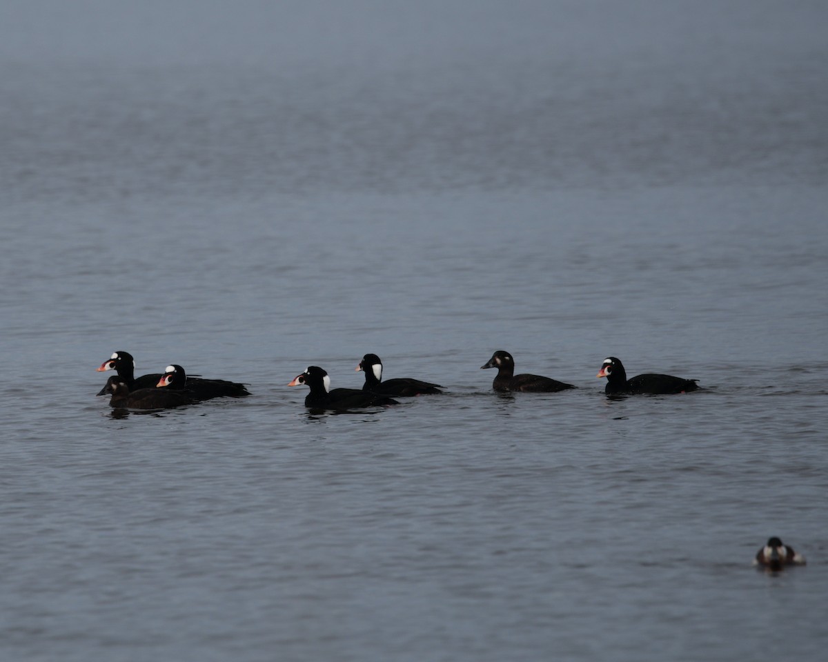 Surf Scoter - ML613974006