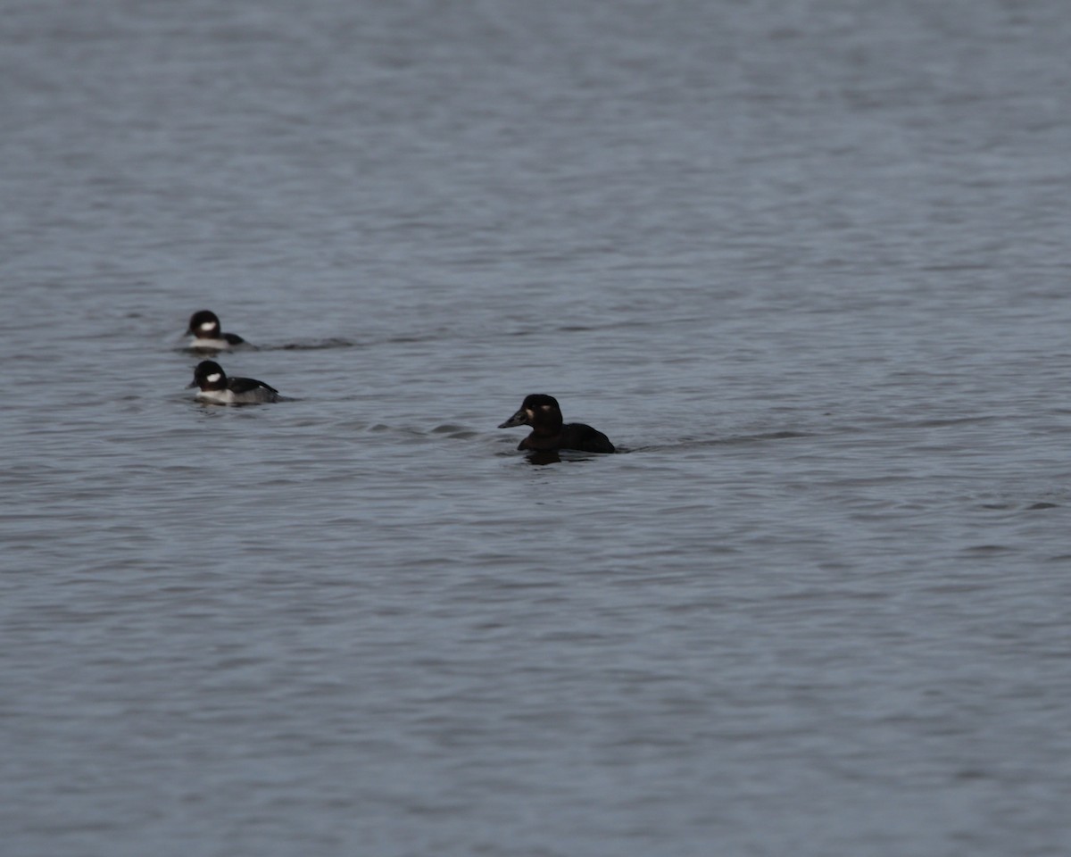 Surf Scoter - ML613974043