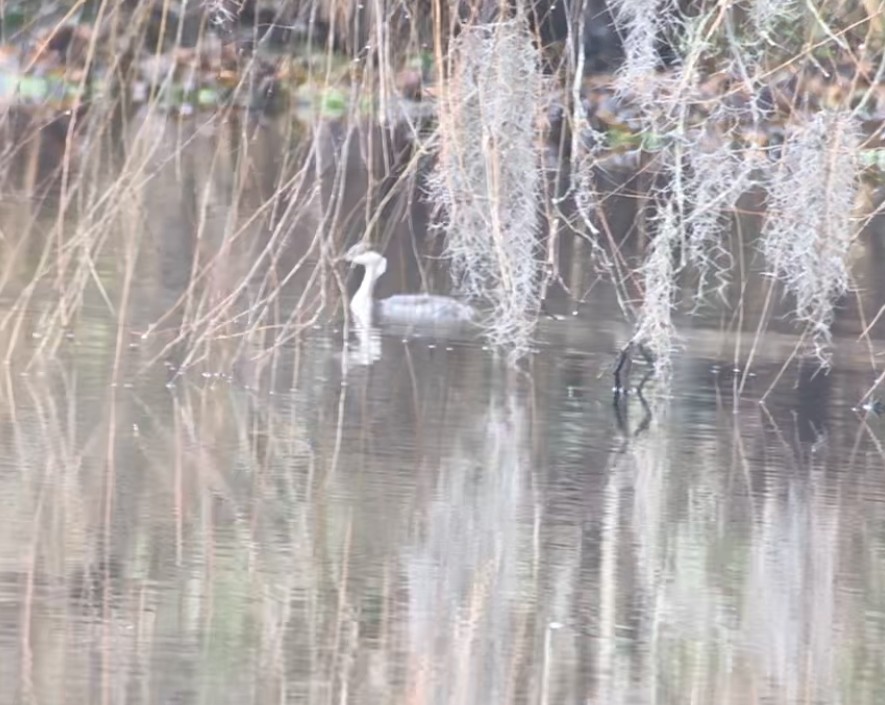 Horned Grebe - ML613974132