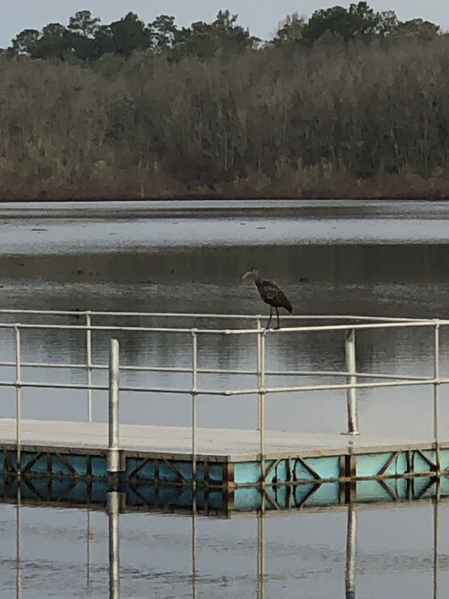 Limpkin - ML613974135