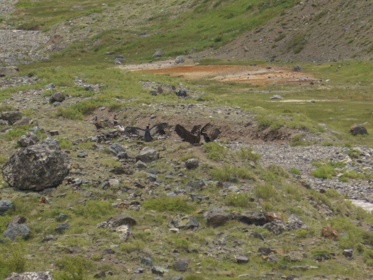 Andean Condor - ML613974138