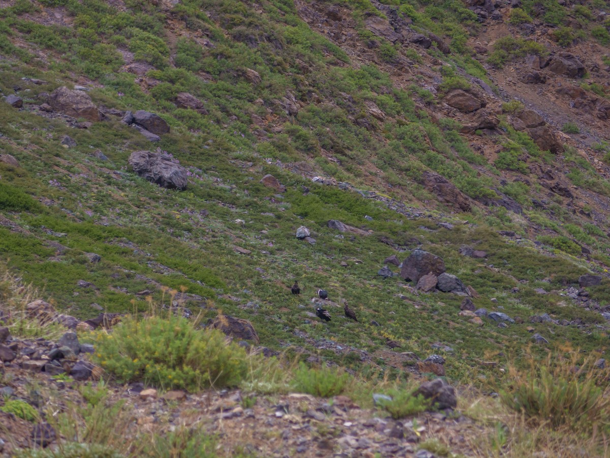 Andean Condor - ML613974140