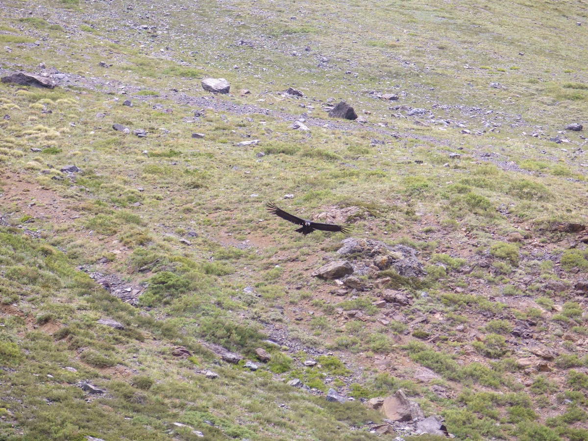 Andean Condor - ML613974142