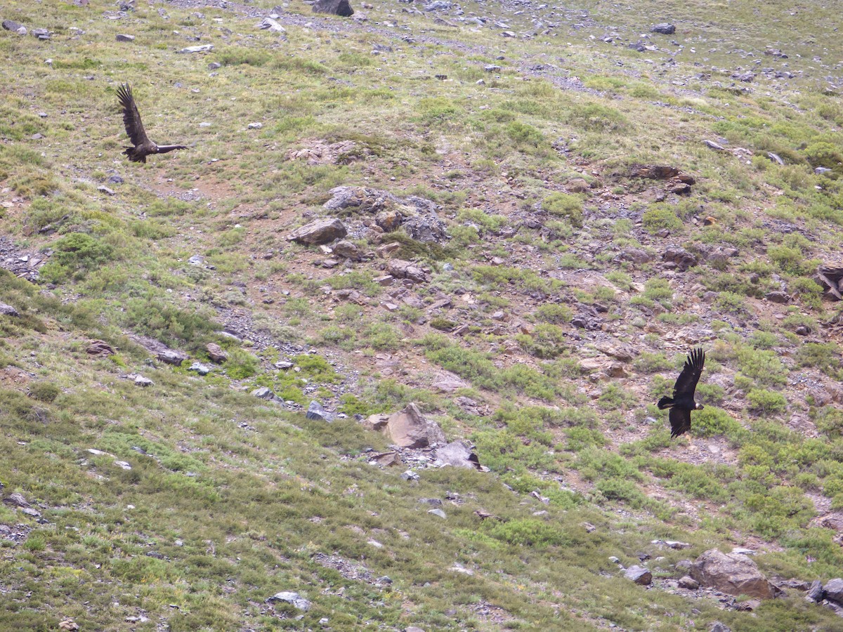 Andean Condor - ML613974143