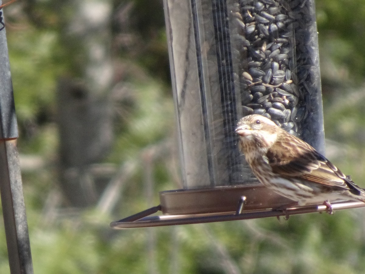 Purple Finch - ML613974147