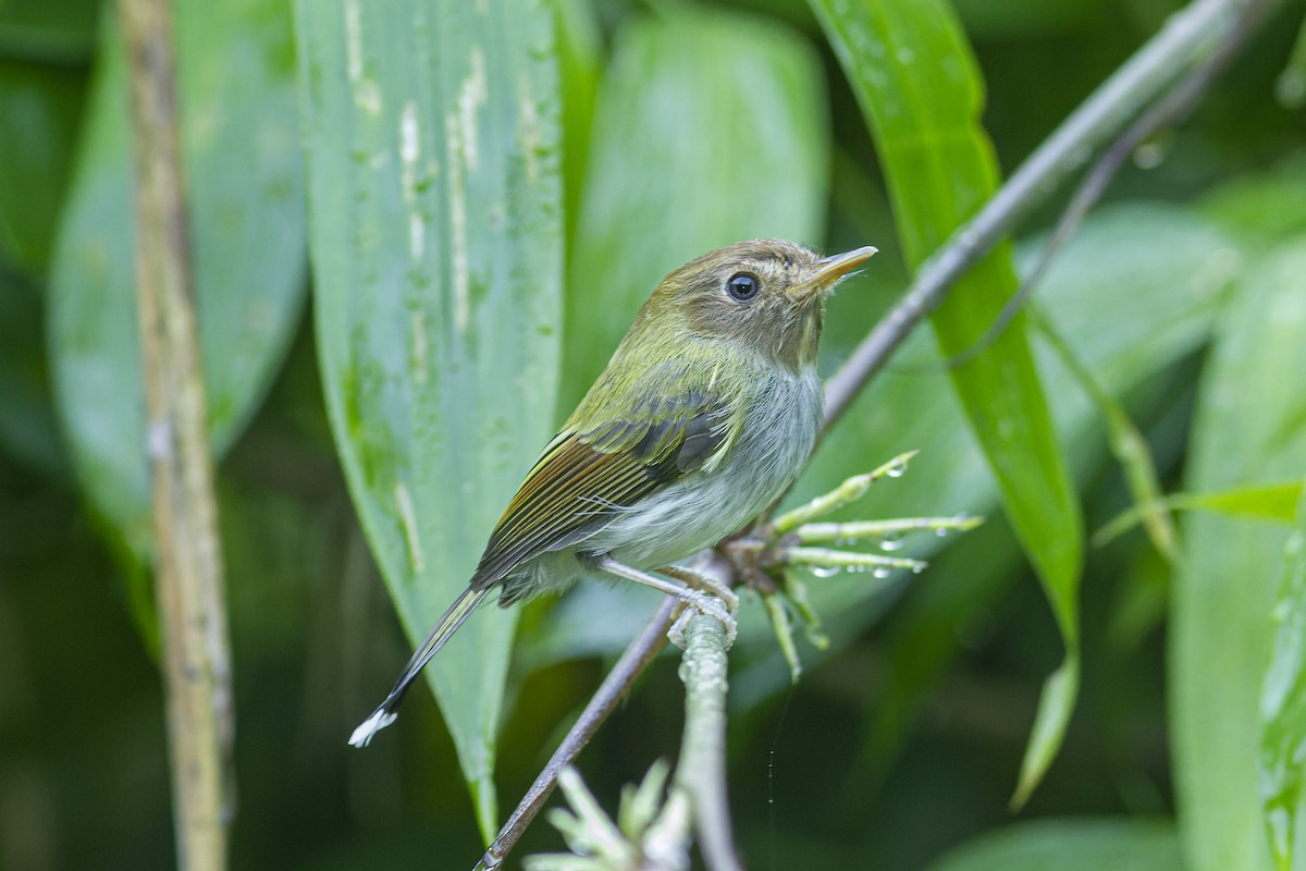 Fork-tailed Pygmy-Tyrant - ML613974150