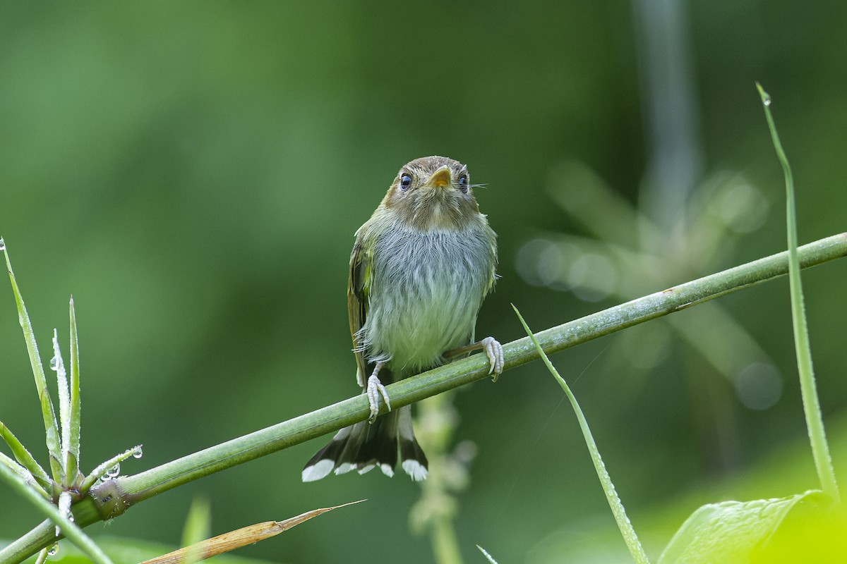 Fork-tailed Pygmy-Tyrant - Henry Miller Alexandre