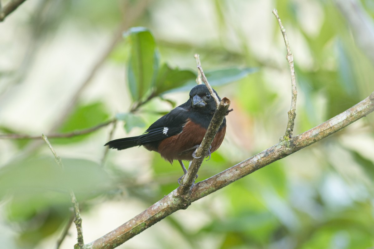 Chestnut-bellied Seed-Finch - ML613974168