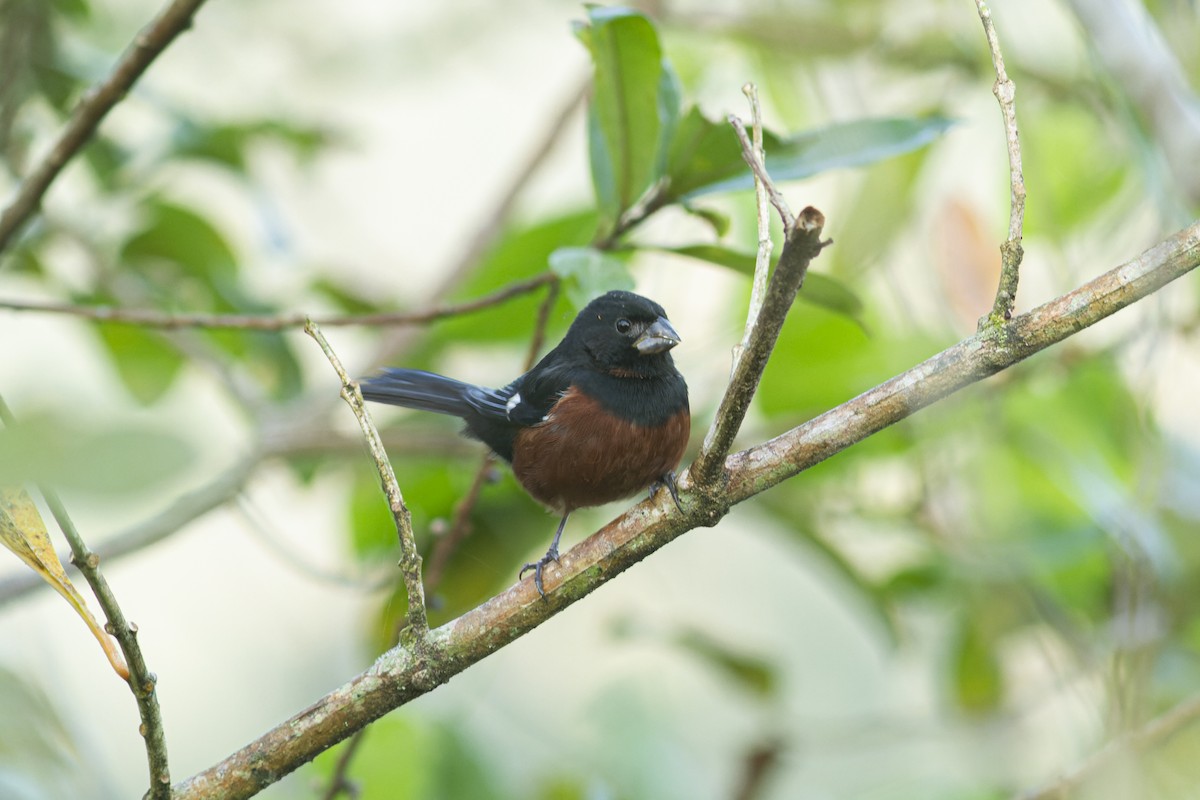 Chestnut-bellied Seed-Finch - ML613974169