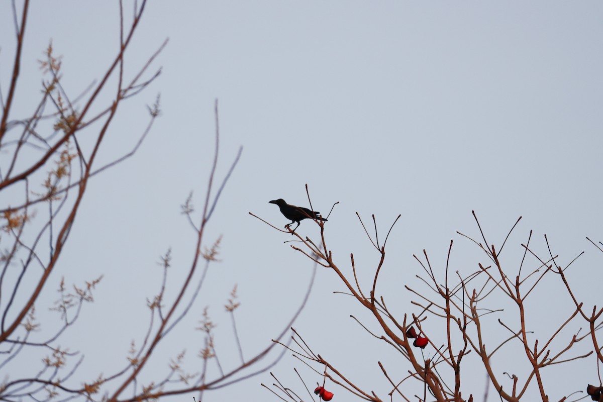 Large-billed Crow (Eastern) - Thanyarat Sukruan