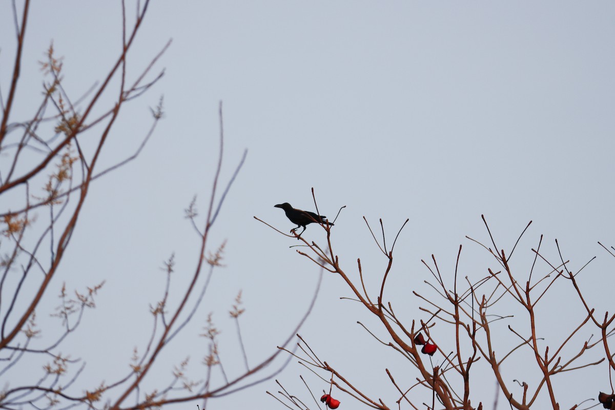 Corbeau à gros bec (levaillantii) - ML613974181