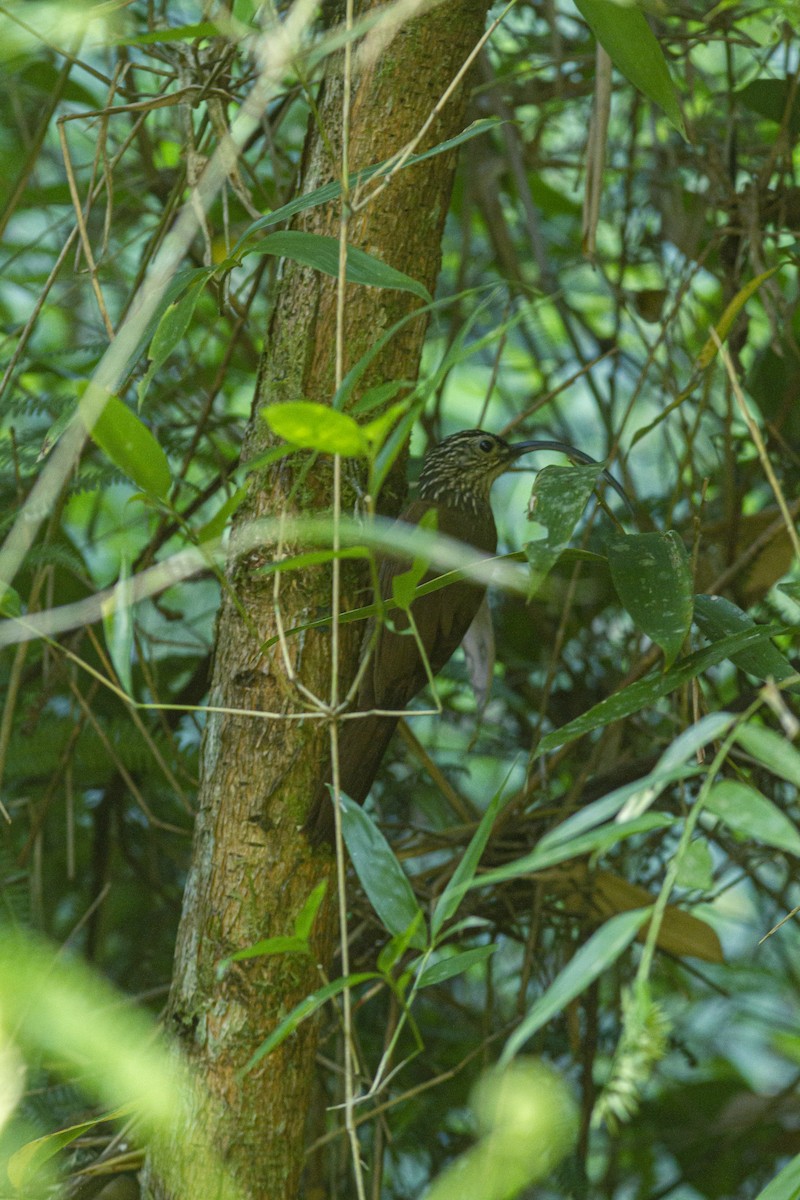 Picoguadaña Piquinegro - ML613974193