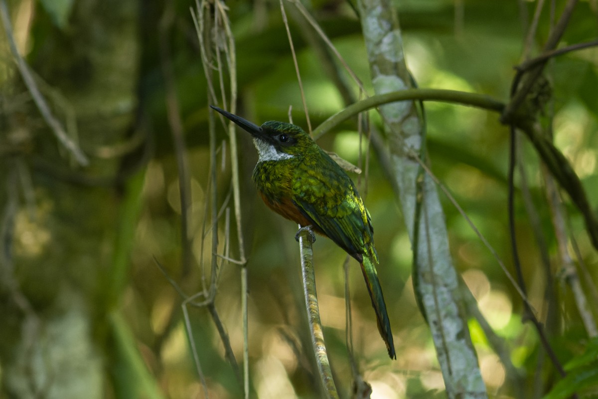 Rufous-tailed Jacamar - ML613974215