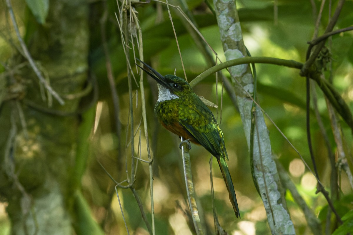 Rufous-tailed Jacamar - ML613974216