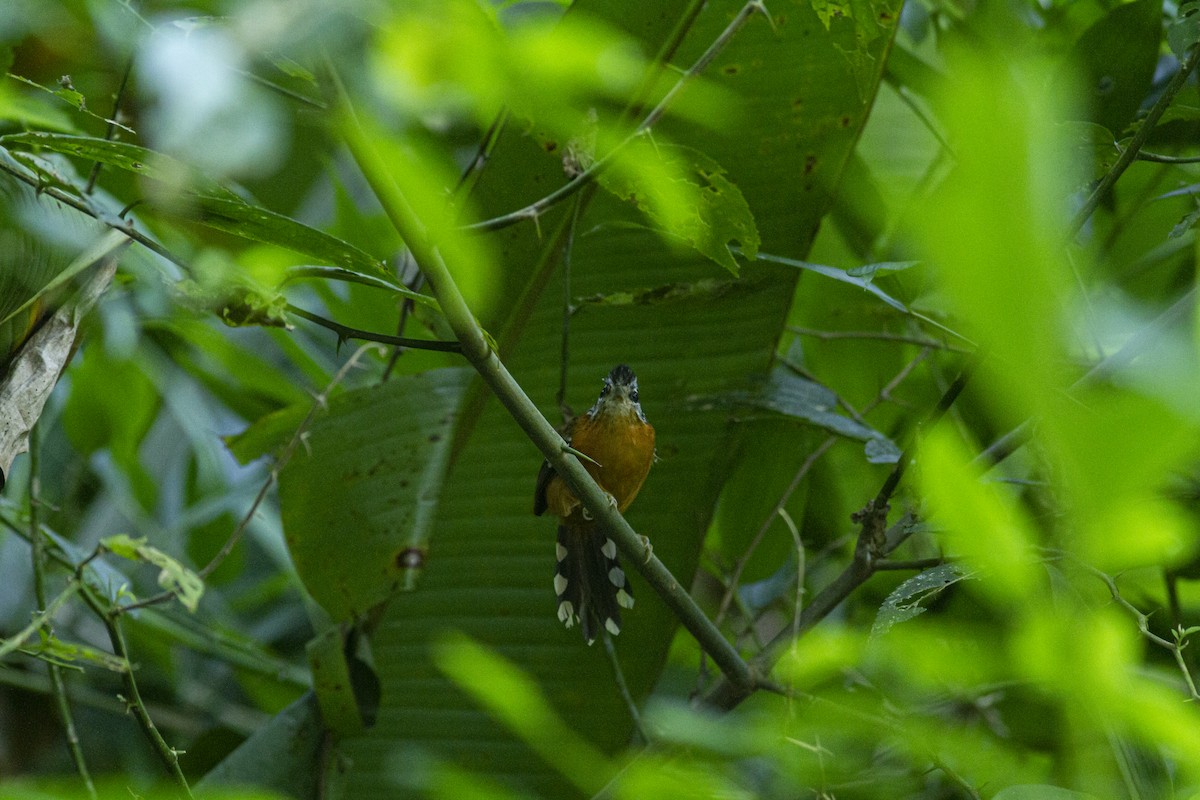 Ferruginous Antbird - ML613974242