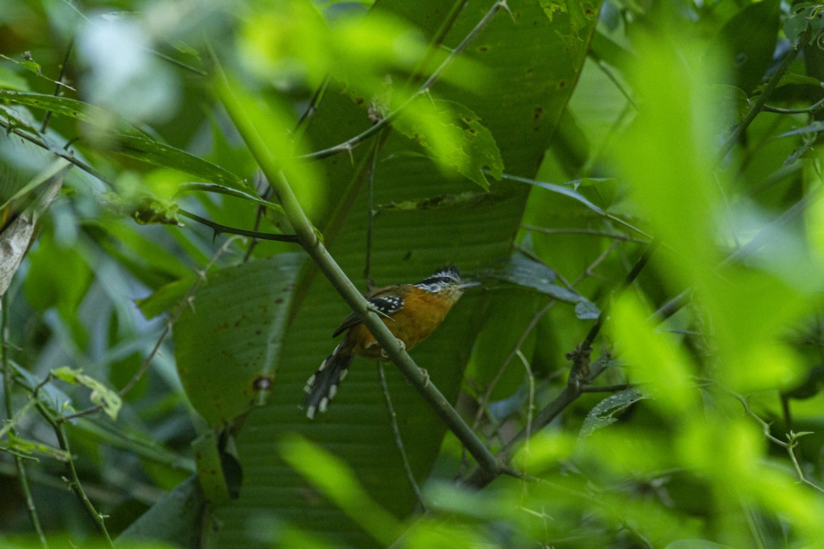 Ferruginous Antbird - ML613974243