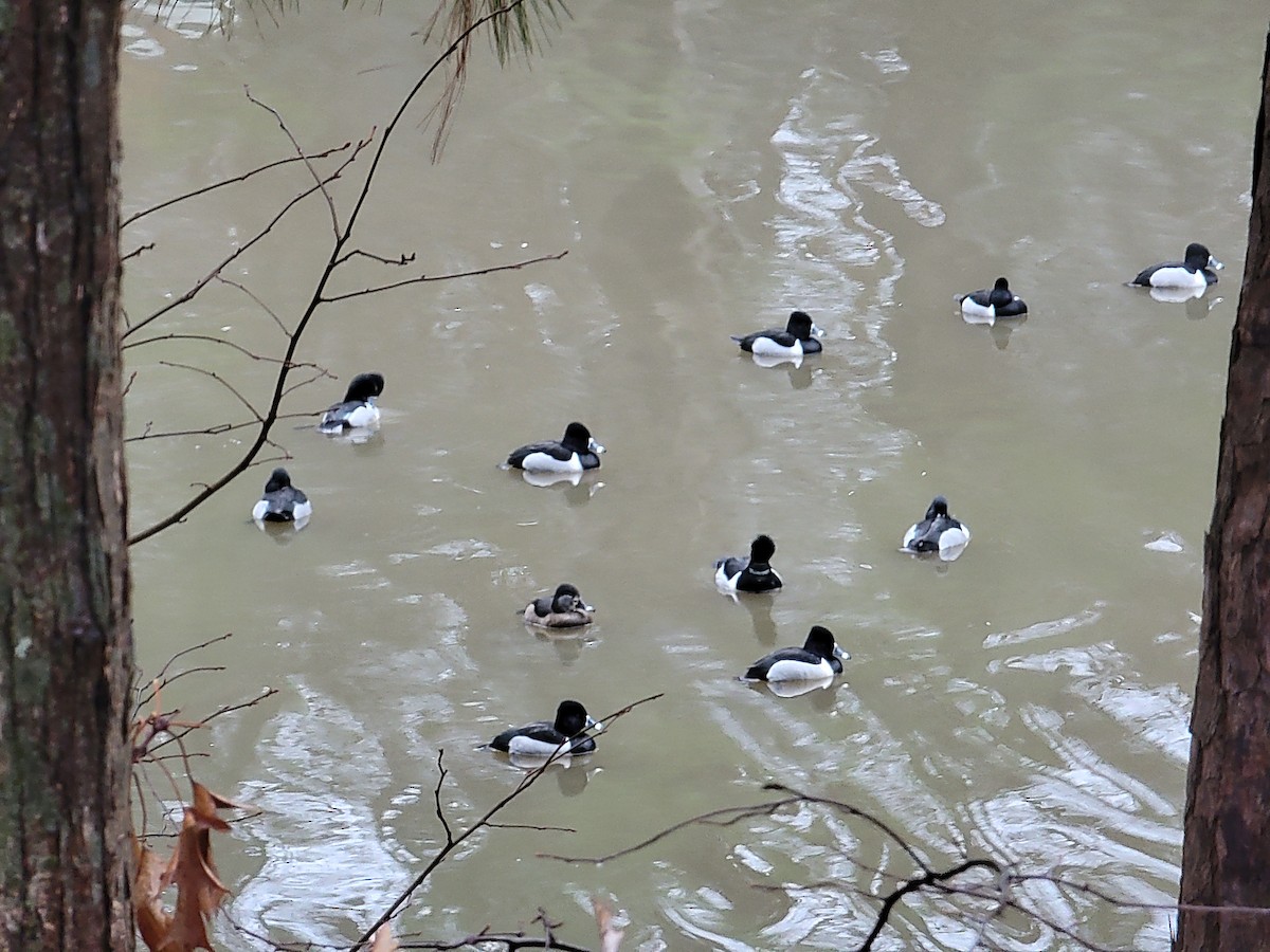 Ring-necked Duck - ML613974260