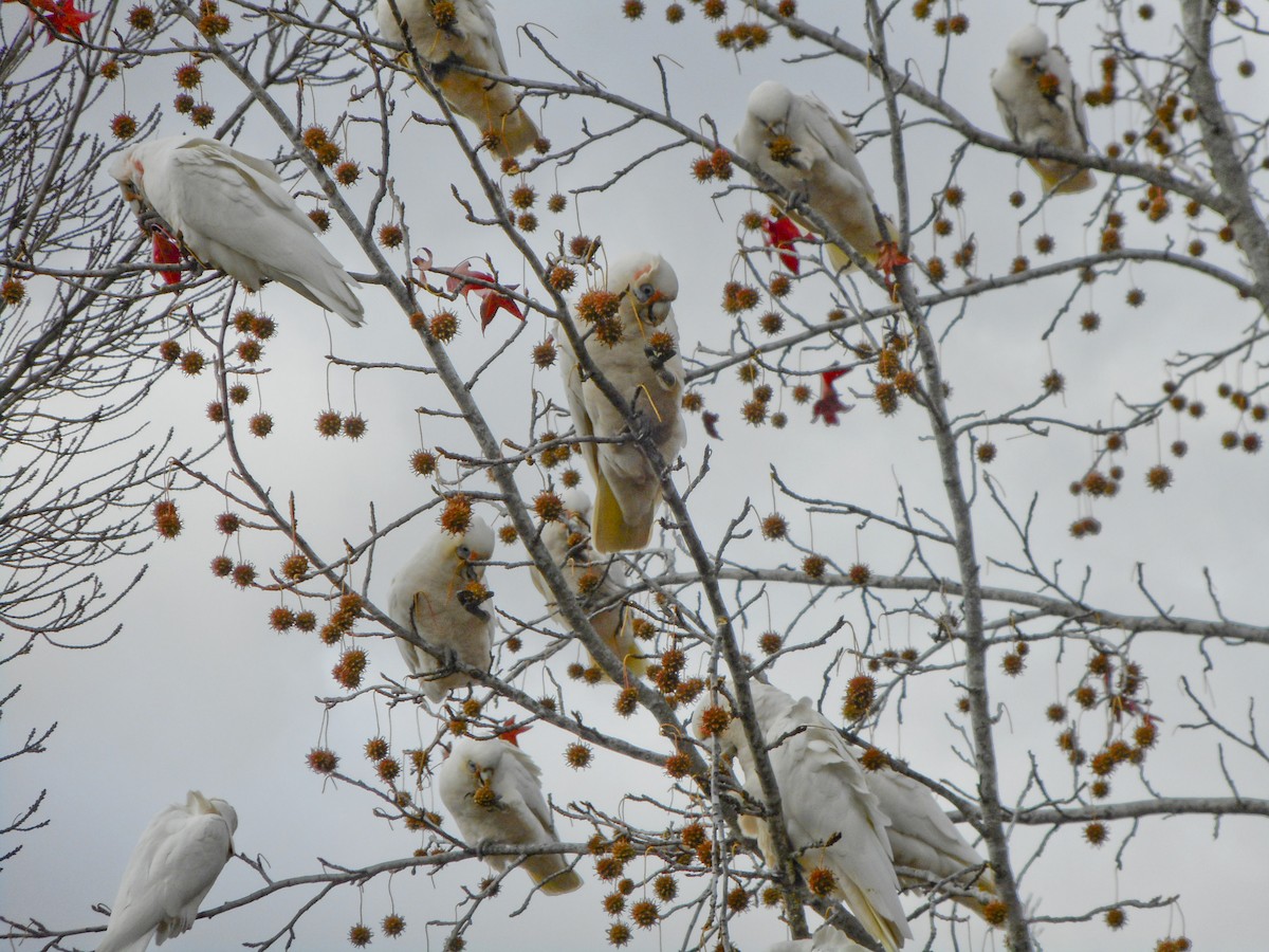 Little Corella - ML613974279