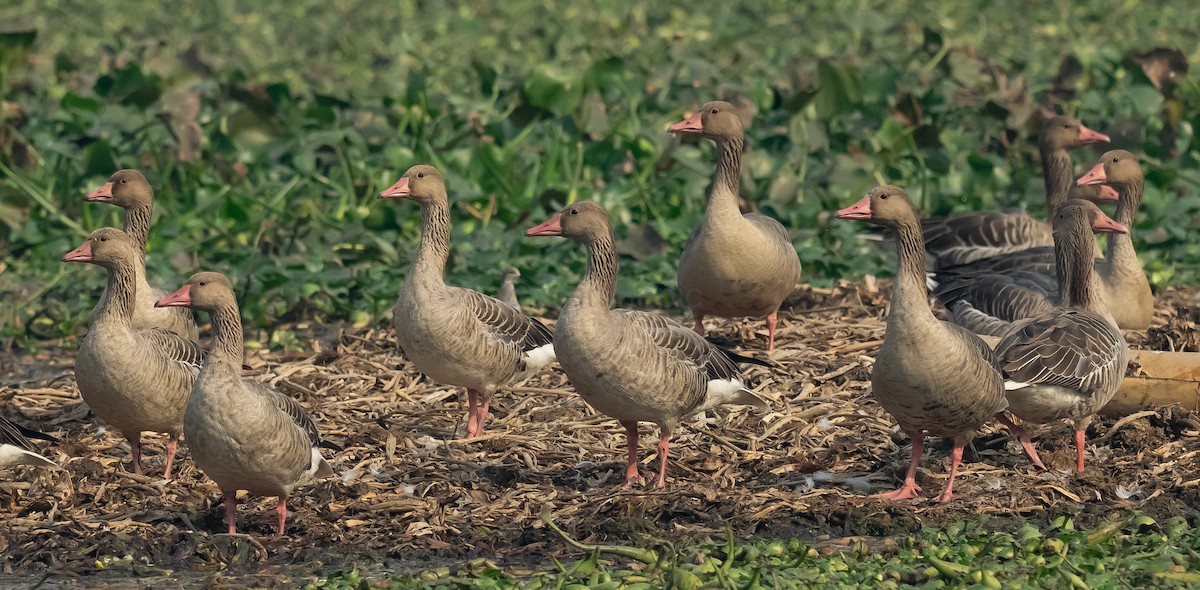 Graylag Goose - ML613974322