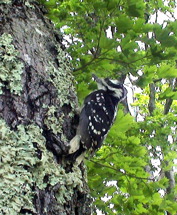 Hairy Woodpecker - ML613974359