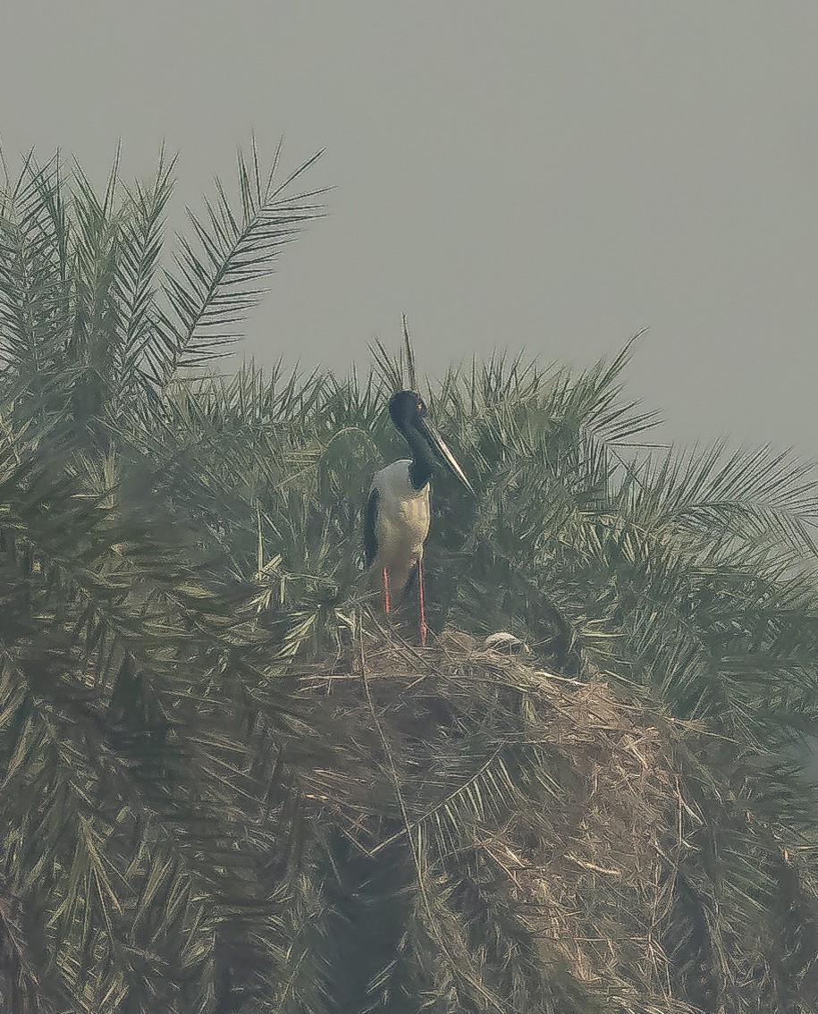 Black-necked Stork - ML613974360