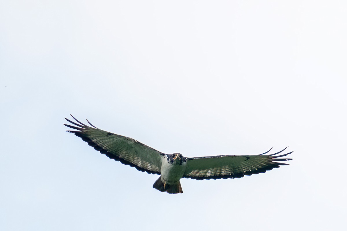 Augur Buzzard - ML613974394