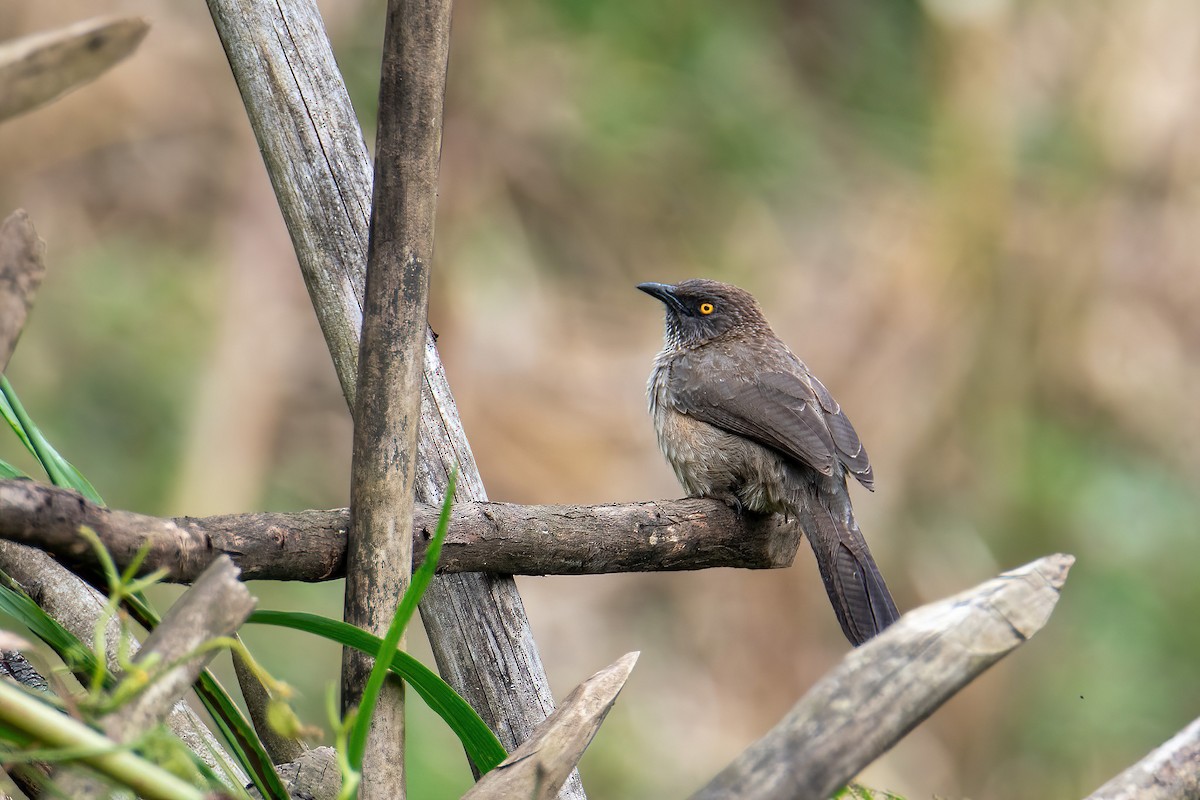 Brown Babbler - ML613974397