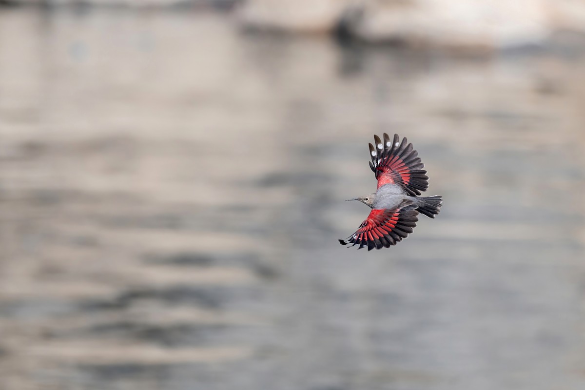 Wallcreeper - Deepak Budhathoki 🦉