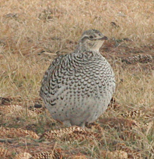 Sharp-tailed Grouse - ML613974499