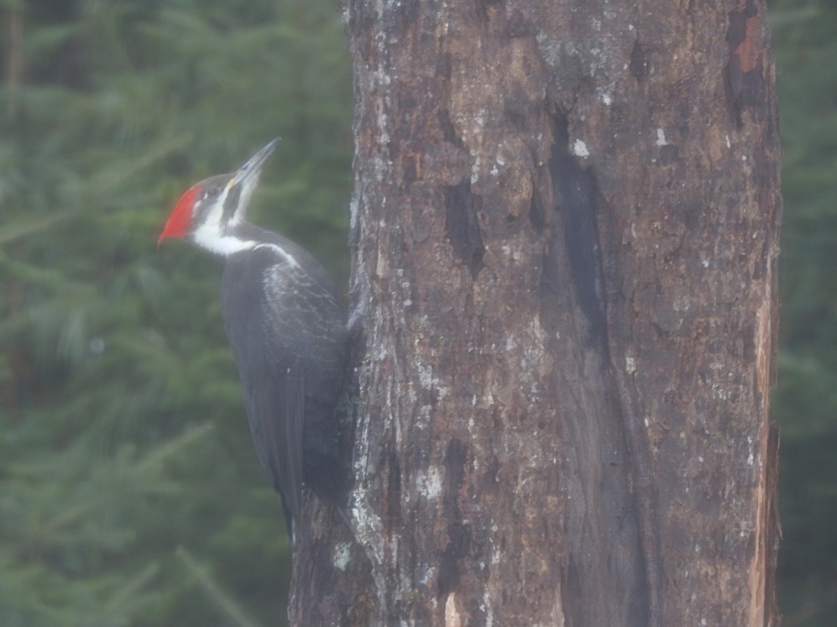 Pileated Woodpecker - ML613974500
