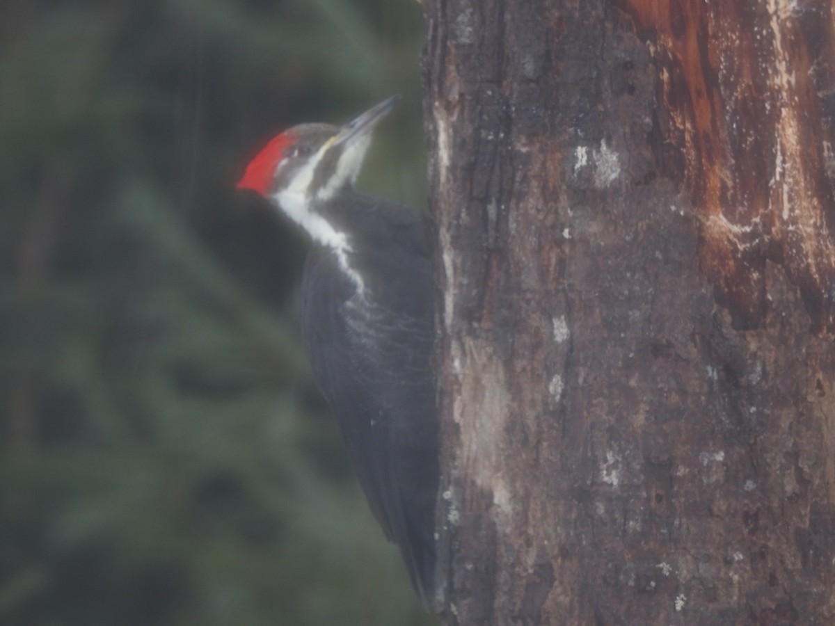 Pileated Woodpecker - ML613974501