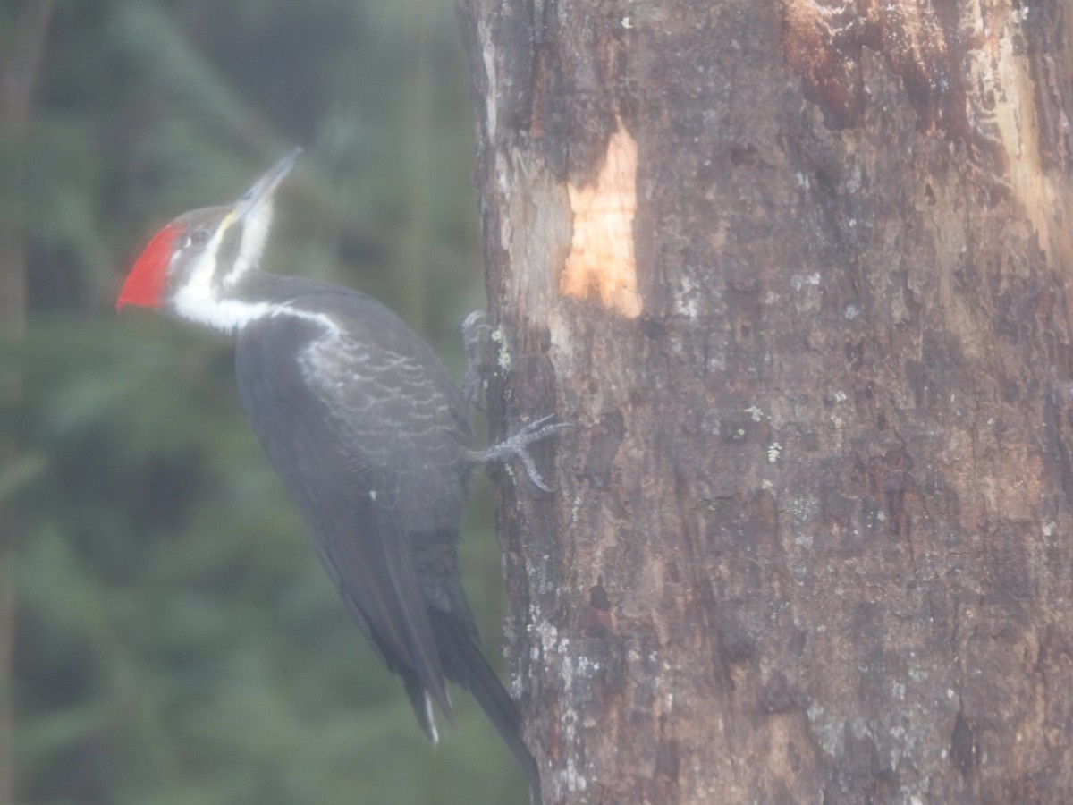 Pileated Woodpecker - ML613974502