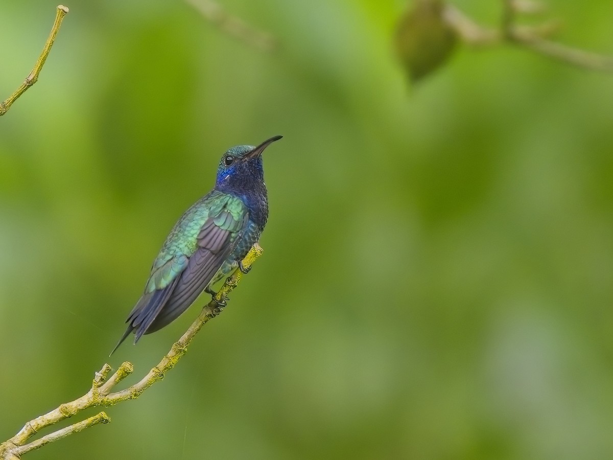 Sapphire-throated Hummingbird - Chris Allen