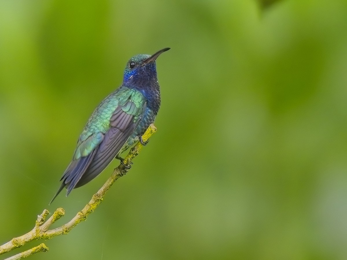 Colibrí Gorjizafiro - ML613974521