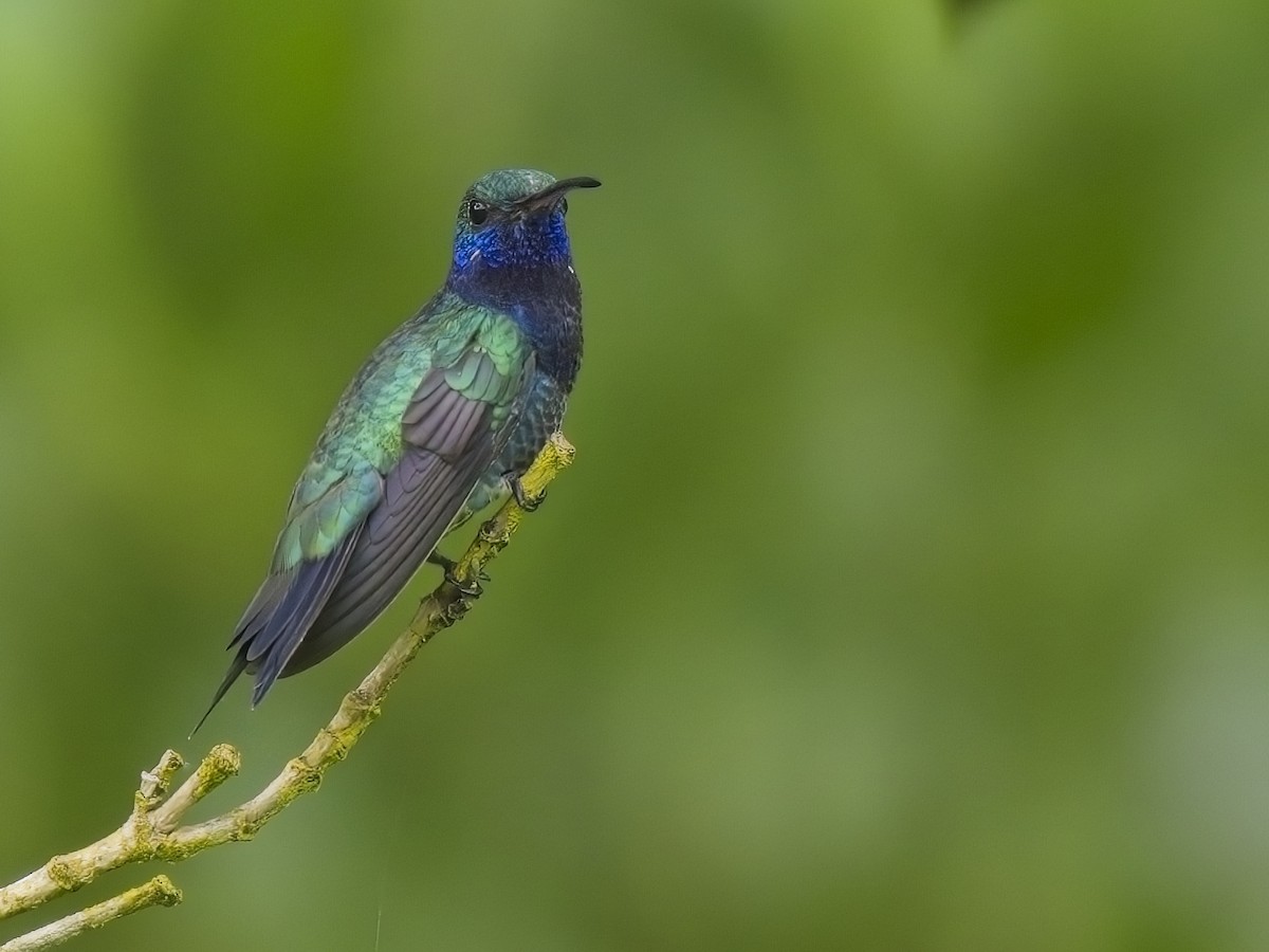 Sapphire-throated Hummingbird - Chris Allen