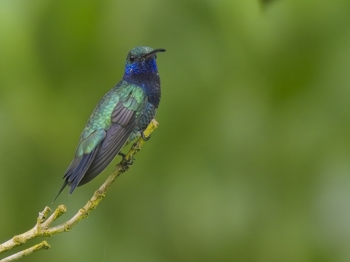 Sapphire-throated Hummingbird - ML613974522